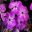 Phlox paniculata Flame™ Violet