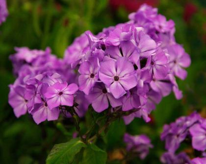 Phlox paniculata Flame™ Violet - lavender purple flowers