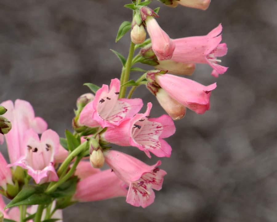 Penstemon 'Pensham Capricorn Moon'  Salmon pink trumpet flowers - white throats with red streaks