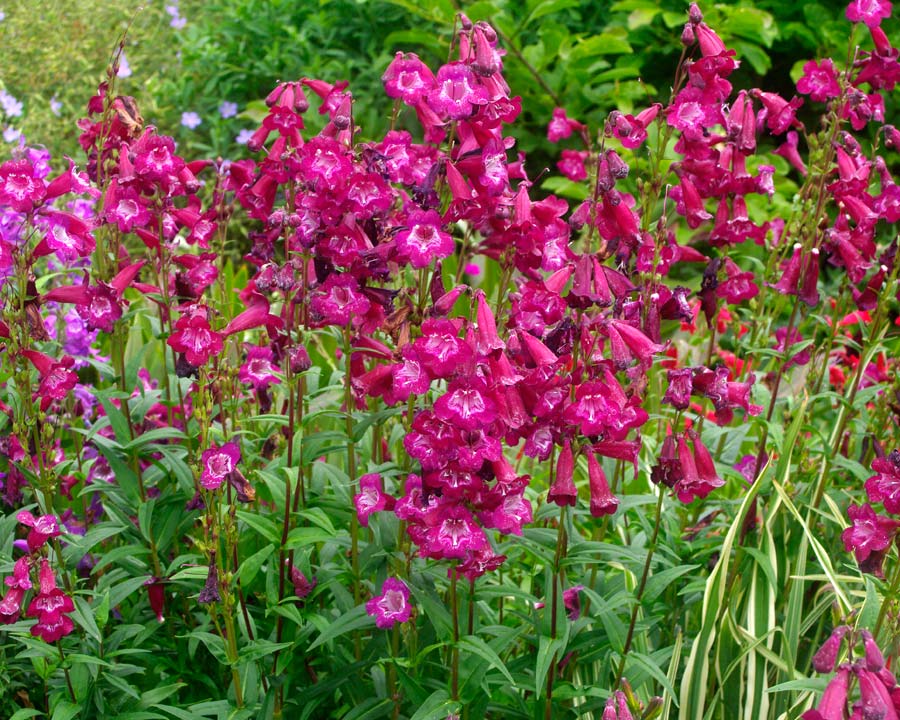 Penstemon 'Port Wine' - spikes of red wine coloured flowers adds colour to garden borders through summer