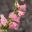 Penstemon 'Pensham Capricorn Moon'  Salmon pink trumpet flowers - white throats with red streaks