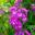 Penstemon hybrid possibly 'Pensham Czar' - deep mauve flowers with white throats