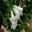 Penstemon hybrid white