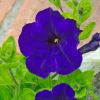 Petunia x hybrida spreading - Ramblin Violet subsp.Easy Craze Violet