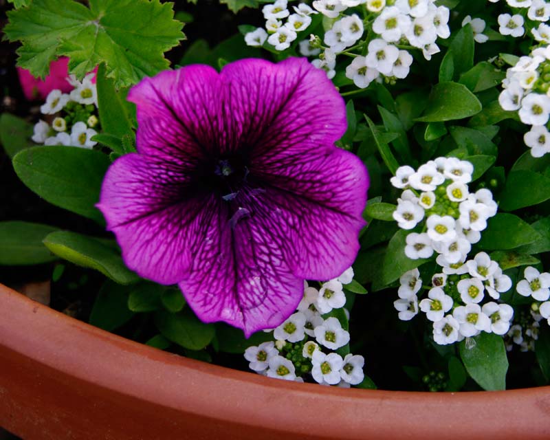 Petunia Bobby Dazzler - available in many shades of pinks, whites and purple. Adds colour to pots and garden borders