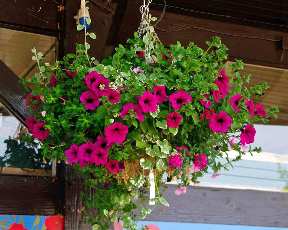 Mixed Petunia hybrids in a basket - the best way to see them