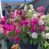Petunia hybrids are a wonderful addition to hanging baskets