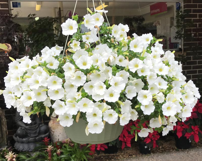 Petunia hybrids, go very well in hanging baskets