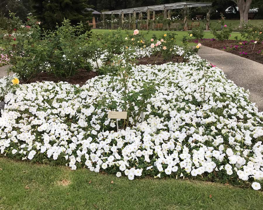 Petunia x hybrida spreading - White