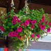 Mixed Petunia hybrids in a basket - the best way to see them