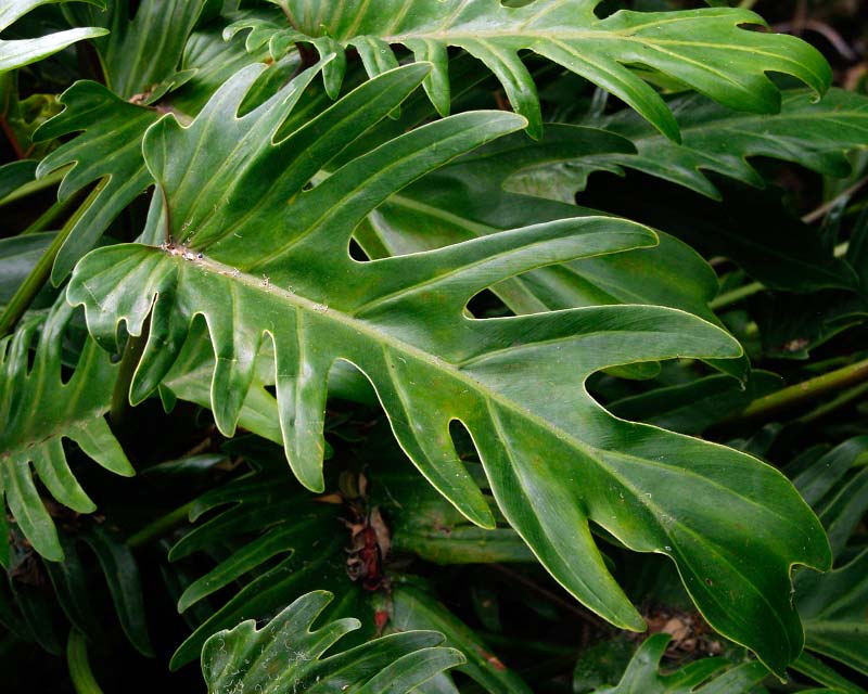 Philodendron Xanadu - very popular in civic shade plantations.