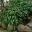 Philodendron Xanadu