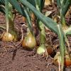 Allium cepa - Brown Onions ready to harvest