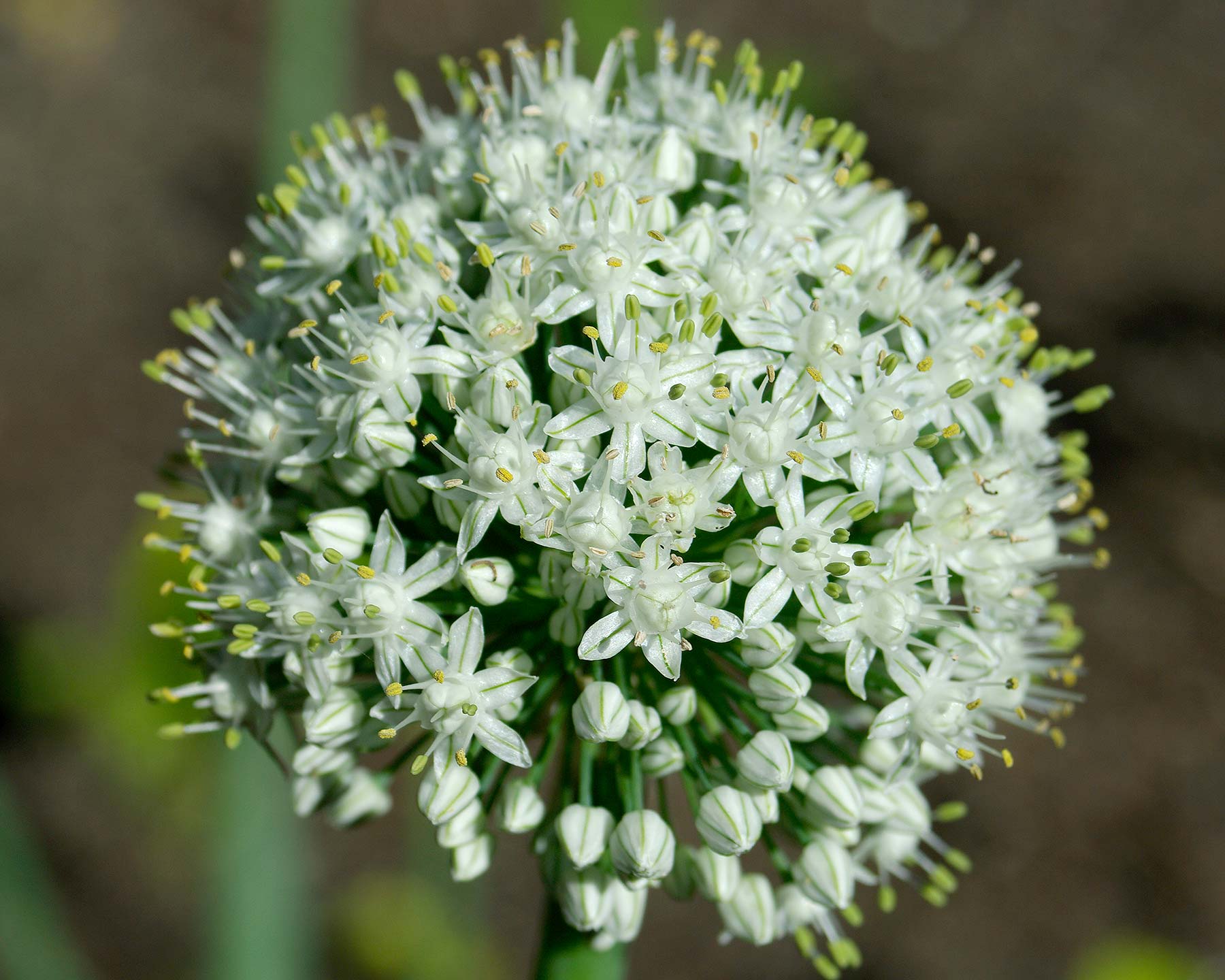 Alium cepa, Onion flower