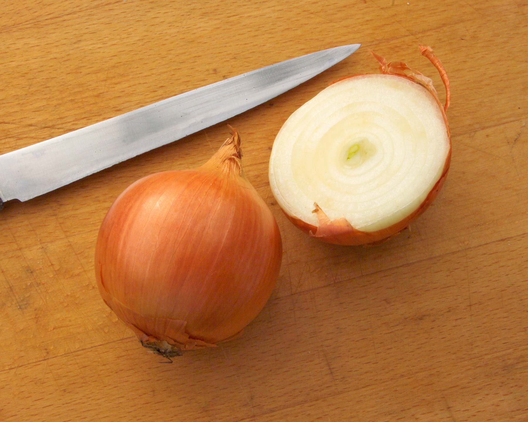 Allium cepa - the common brown onion