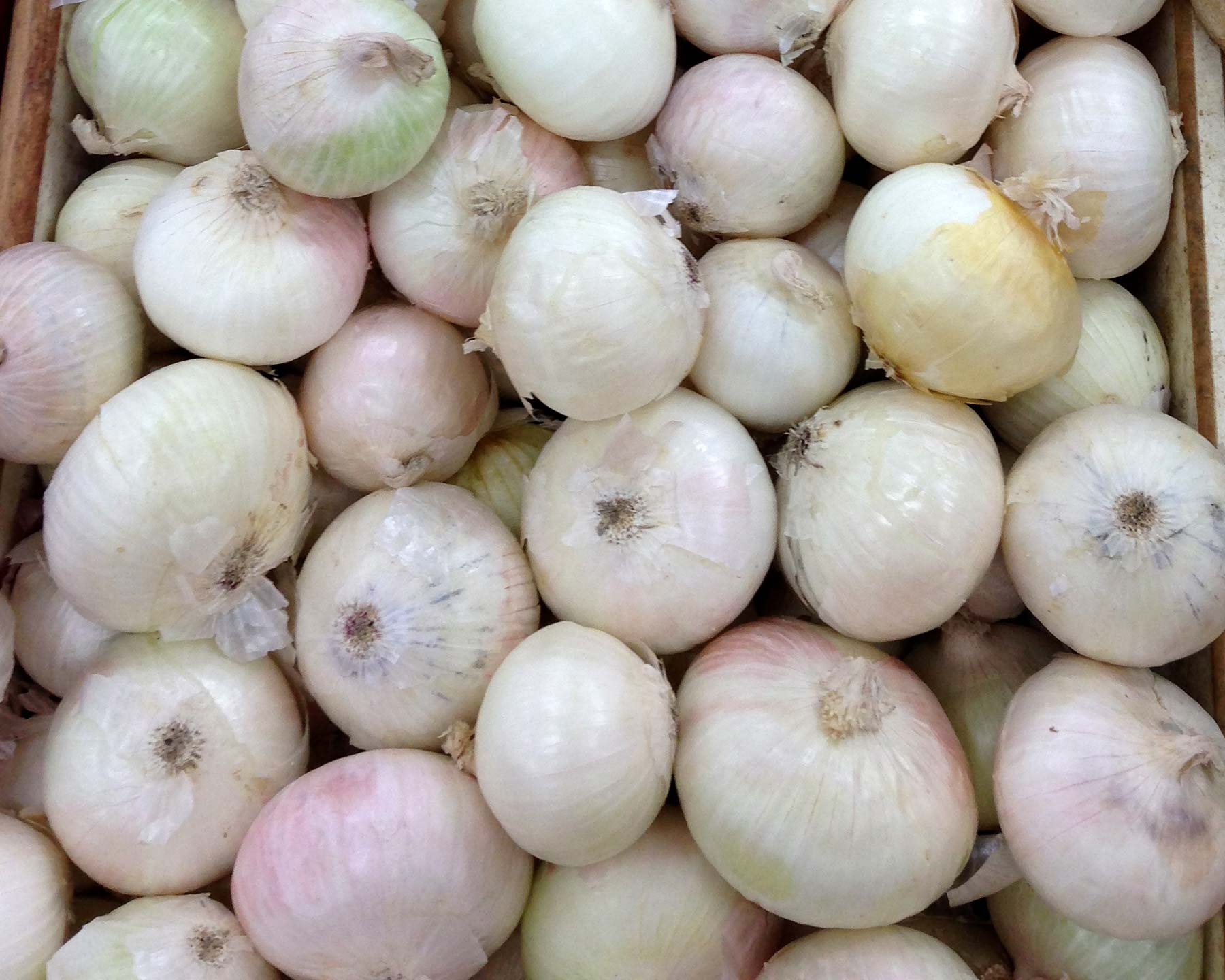 Allium cepa, white onions
