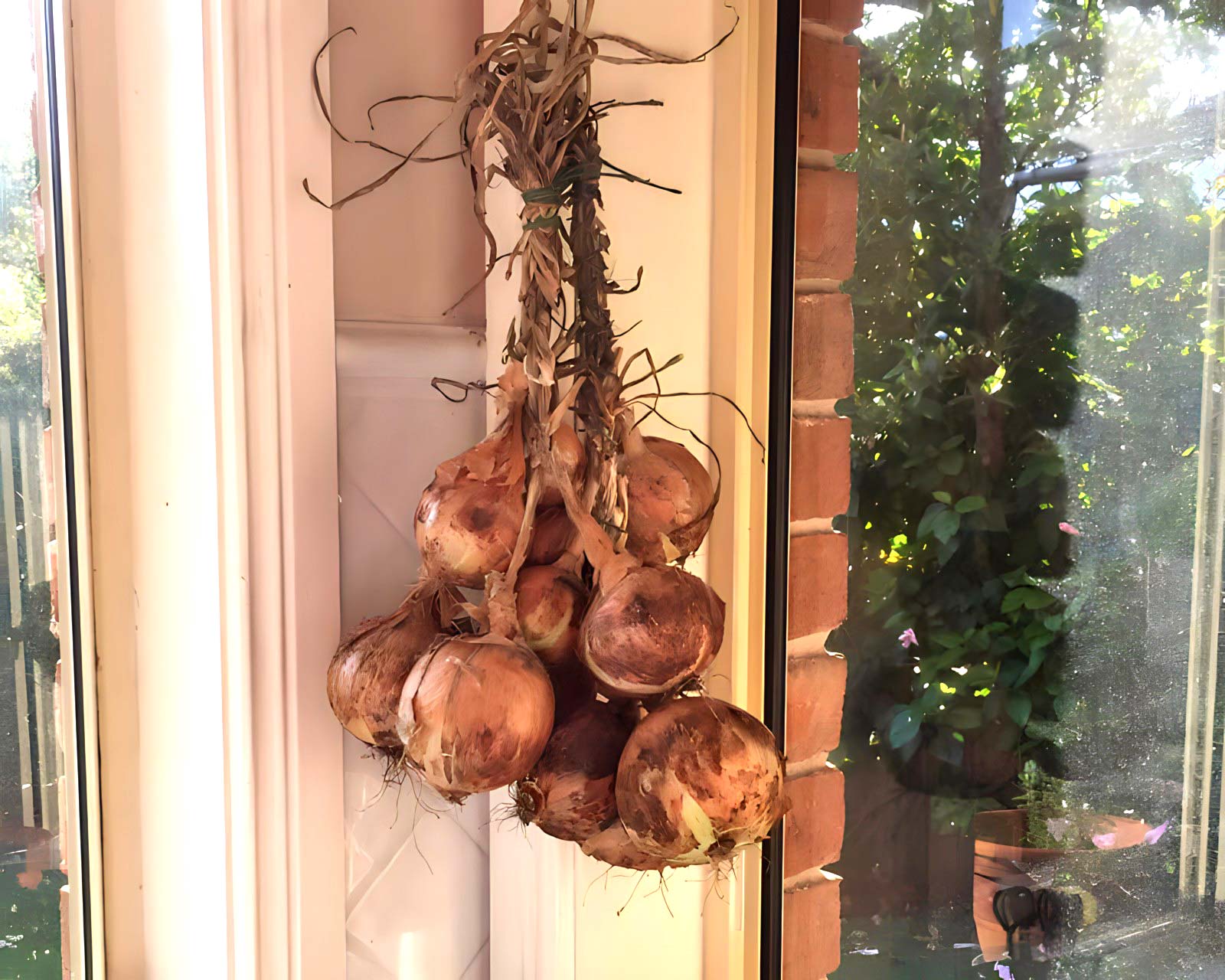 Onion - once harvested - plat the stems and hang in your kitchen, it is a great way to store them