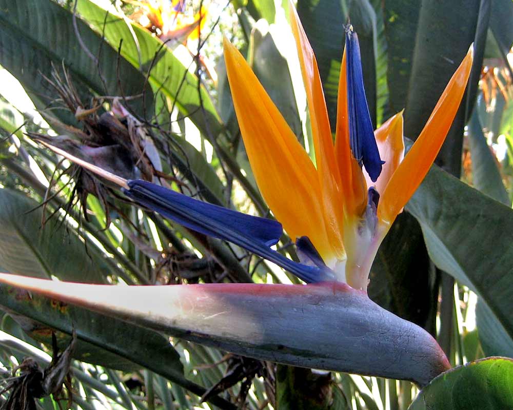 Strelitzia reginea - Bird of Paradise
