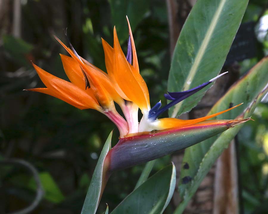 Strelitzia reginea, Bird of Paradise Plant
