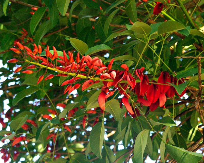Erythrina Crista-galli - elongated clusters of scarlet/red large pea-shaped flowers