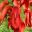 Erythrina Crista Galli - Scarlet papillionate flowers