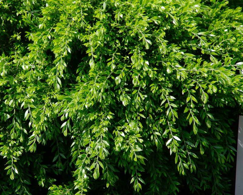 Acacia Howittii foliage