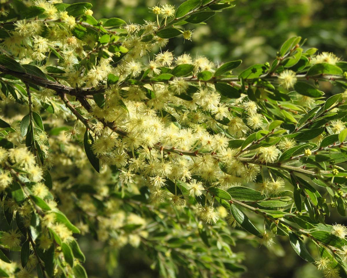 Acacia howittii - masses of fluffy yellow flowers - photo Melburnian