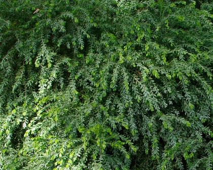 Acacia Howittii foliage