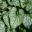 Brunnera macrophylla x Jack Frost