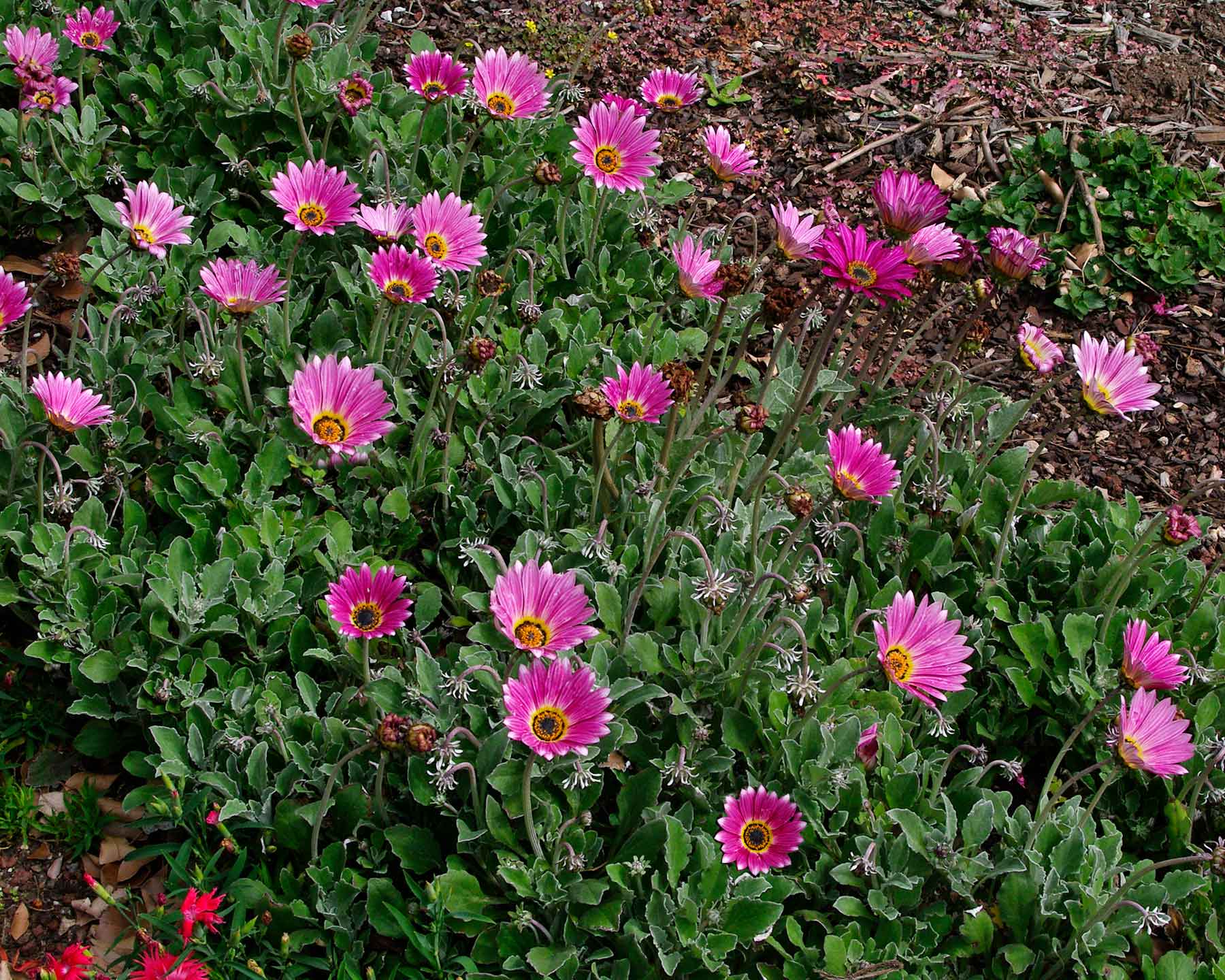 Arctotis 'Arcsunset' SAFARI SUNSET - suitable as ground cover and for borders