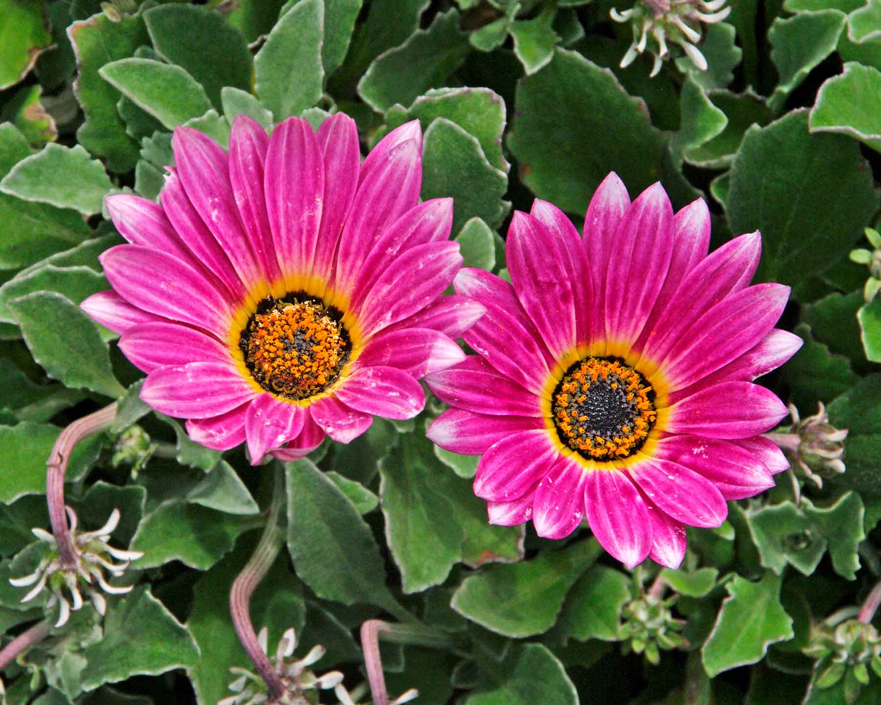 Arctotis 'Arcsunset' SAFARI SUNSET - Pink flowers with white tip to petals