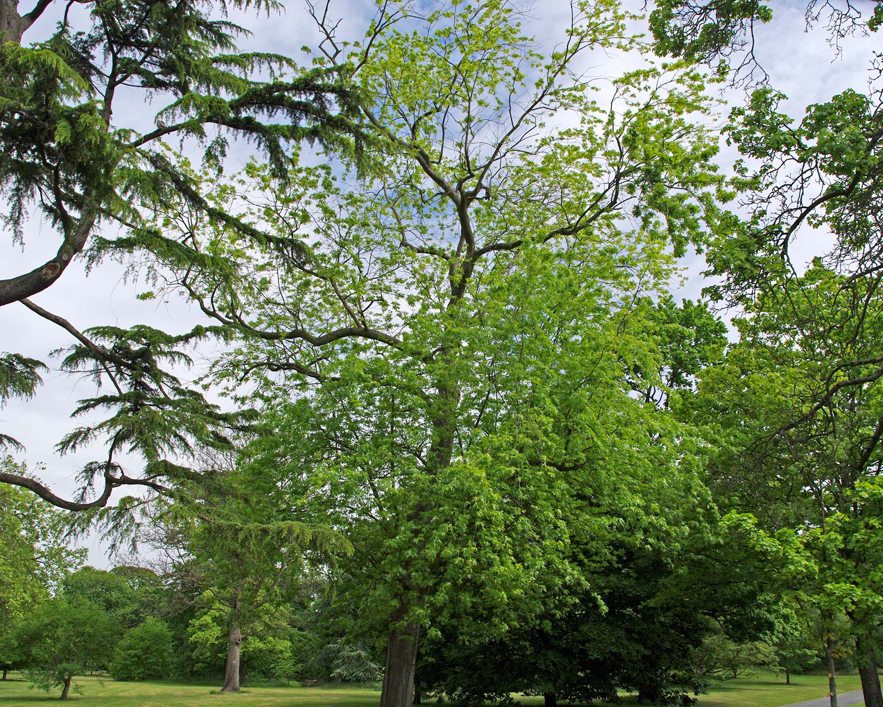 Acer saccharinum Laciniatum - Kew Gardens