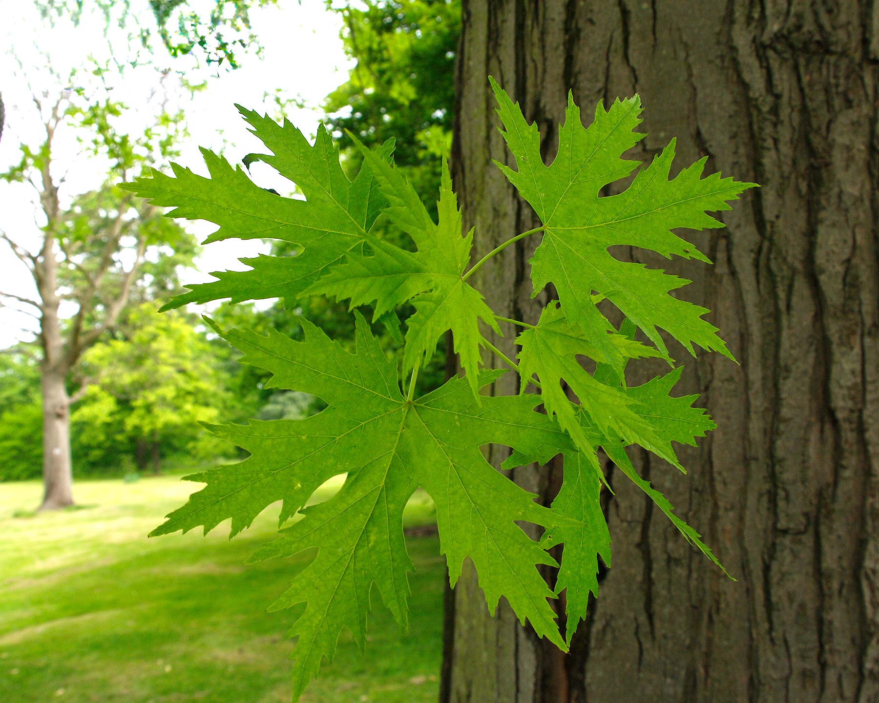 the leaves of Acer saccharinum Laciniatum