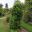 Akebia quinata - Oxford Botanic Garden