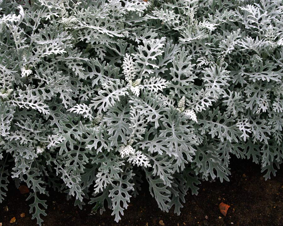 Jacobaea maritima Syn. Senecio cineraria 'Silver' soft grey deeply lobed leaves with feathery appearance