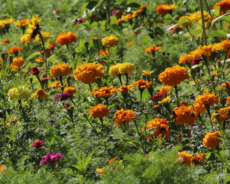 Tagetes erecta in a wildflower garden setting
