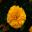 Tagetes erecta, the African Marigold