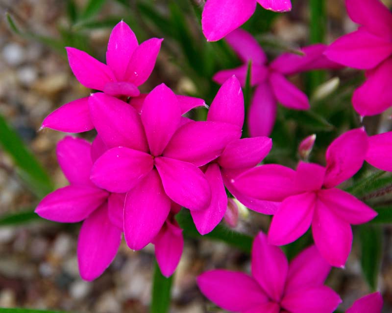 The bright pink flowers of Rhodohypoxis Bungundy