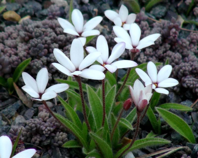Rhodohypoxis hybrida - white flowers