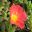 Portulaca grandiflora | GardensOnline