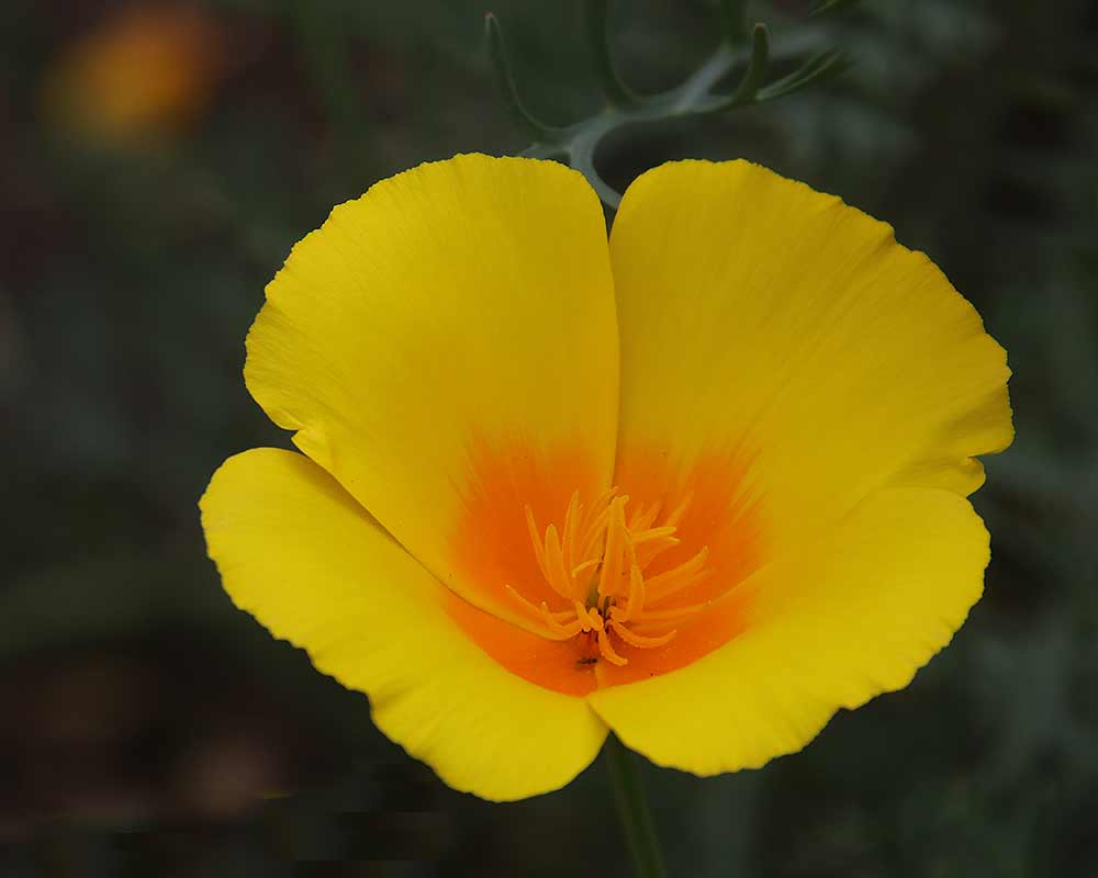 Eschscholtzia californica, Californian Poppy