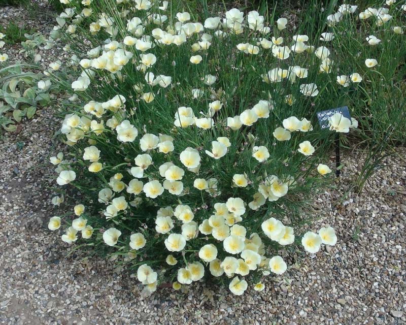 Eschscholltzia californica Lemon - as seen at Beth Chatto's Garden