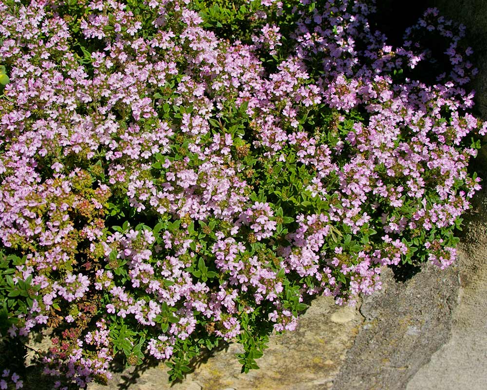 Thymus - this is the cultivar Westmoreland otherwise known as Turkey Thyme
