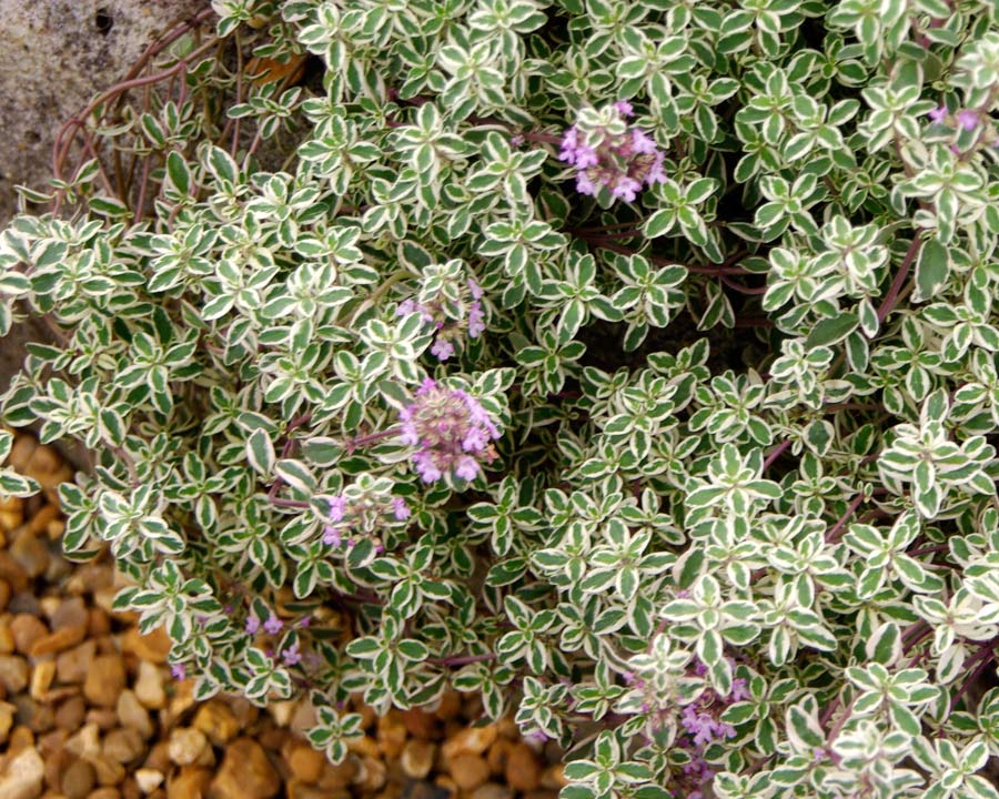 Thymus vulgaris 'Silver Posie' Variegate Thyme Cultivar with white and green leaves