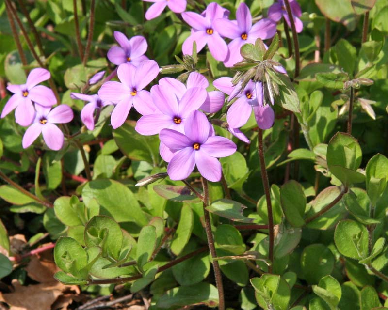 Phlox stolonifera - Creeping Phlox - clusters of mauve star-like flowers on flower stems above the leaves - photo Michael Wolf