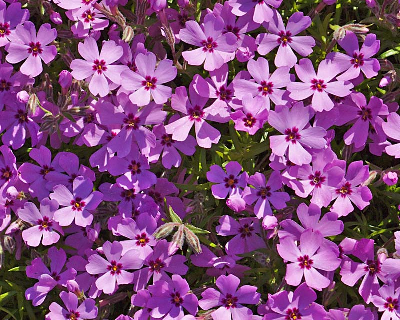 Creeping Phlox - a carpet of pink flowers - Phlox stolonifera  photo by McVoorhis