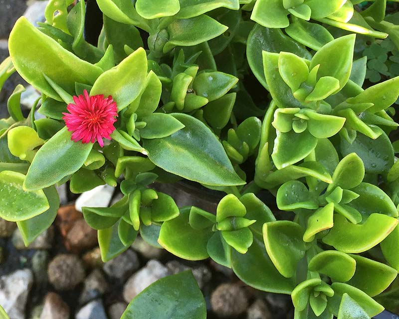 Syn Aptenia Cordifolia, Ground Cover Succulents With Pink Flowers