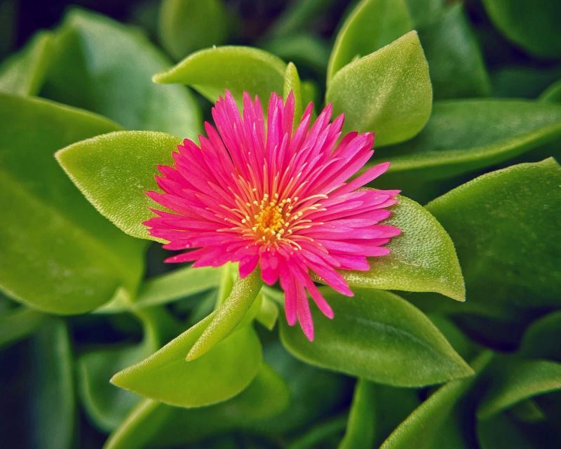 Mesembryanthemum cordifolium - photo Ankur Dutta