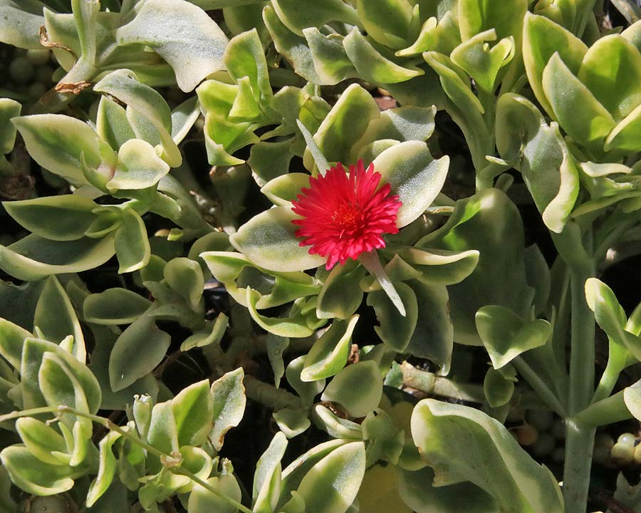 Mesembryanthemum cordifolium 'Variegatum'