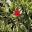 Mesembryanthemum cordifolium 'Variegatum'